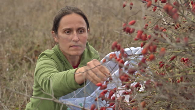 Woman harvesting hawthorn berries in autumn.