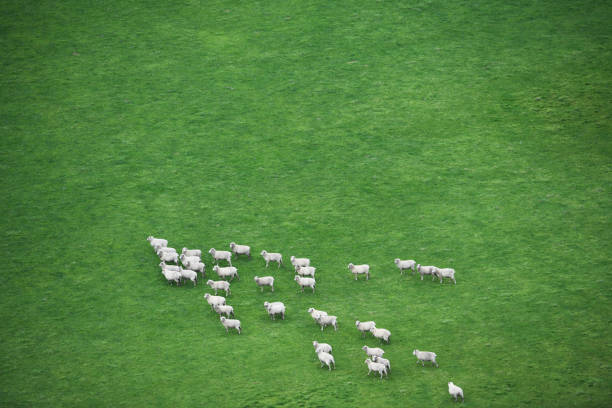Aerial View of Flock of Sheep Grazing in Open Grass Field Aerial view of a flock of sheep, leisurely grazing in a open grassy field, contributing to the rural landscape. sheep flock stock pictures, royalty-free photos & images