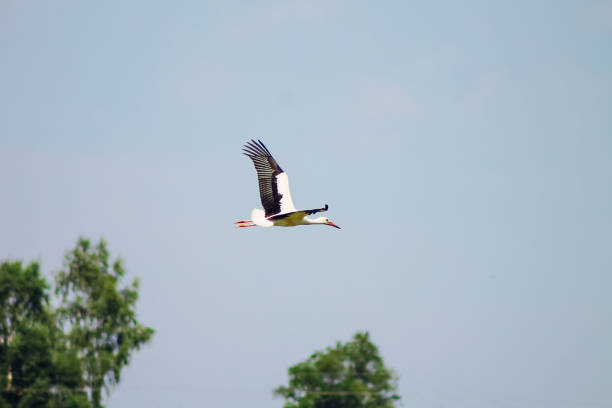 istock stork flying in the sky above trees 1793867884