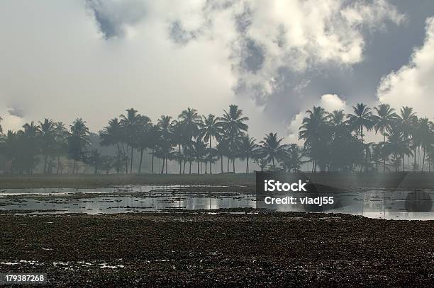 Com Nevoeiroweather Forecast Manhã Na Ou Swamps Em Backwaters De Jungles - Fotografias de stock e mais imagens de Ao Ar Livre