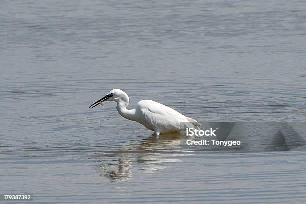 Foto de Garçareal Pequena Com Peixes De Bico e mais fotos de stock de Bico - Bico, Exterior, Fotografia - Imagem