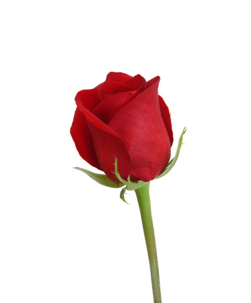 istock A flower of roses. Isolated on white 1793874537