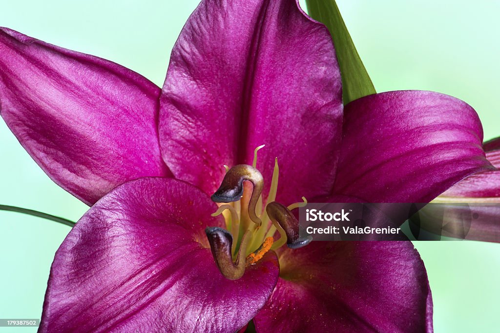 Vista frontal do Oriental lily Bornéu com trifurcated Pistilo. - Foto de stock de Beleza natural - Natureza royalty-free