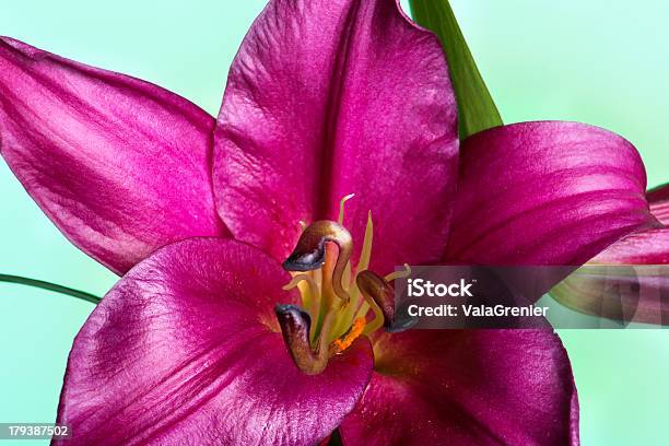 Foto de Vista Frontal Do Oriental Lily Bornéu Com Trifurcated Pistilo e mais fotos de stock de Beleza natural - Natureza