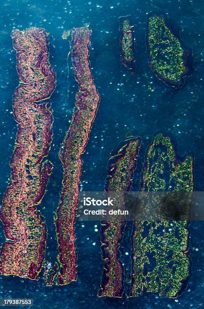 Cilliated Epithelium Tissue Stock Photo - Download Image Now - Animal Body Part, Animal Digestive System, Animal Skin