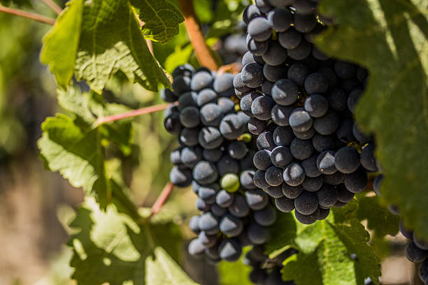 Vineyard Grapes stock photo