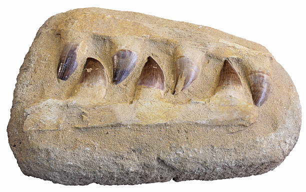 Fossil teeth mosasaur Mosasaurus anceps tooth from an extinct marine reptile cretaceous photos stock pictures, royalty-free photos & images