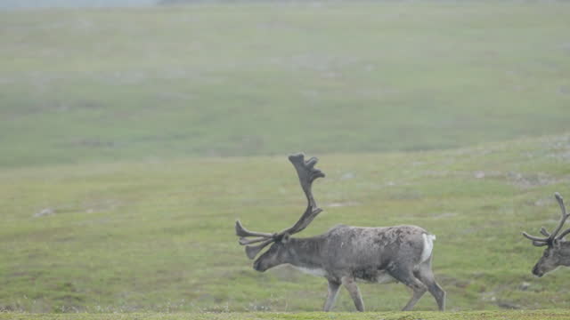 A gray moose walking around the field in Estonia