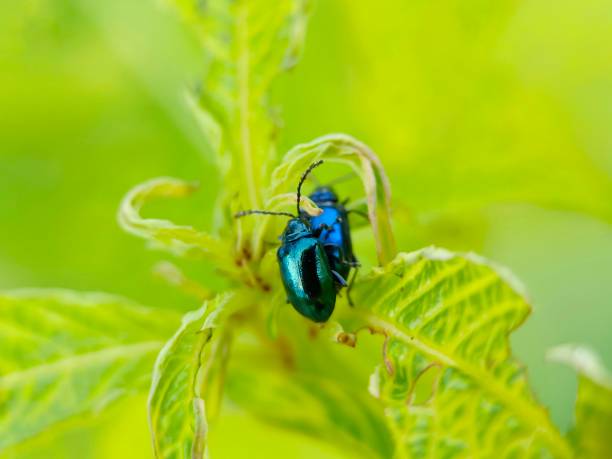 istock Selective focus of leaf beetle mating in the garden with blurry background 1793901282