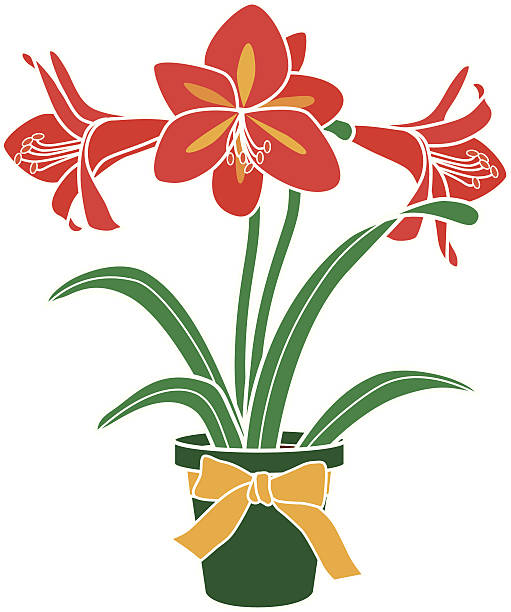 illustrazioni stock, clip art, cartoni animati e icone di tendenza di amaryllis divisione in una pentola - amaryllis