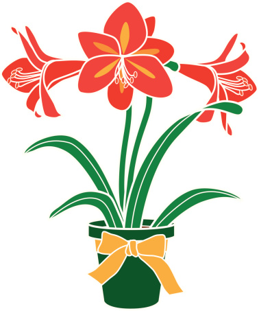 A vector illustration of an Amaryllis plant. Amaryllis flowers bloom around Christmas time.