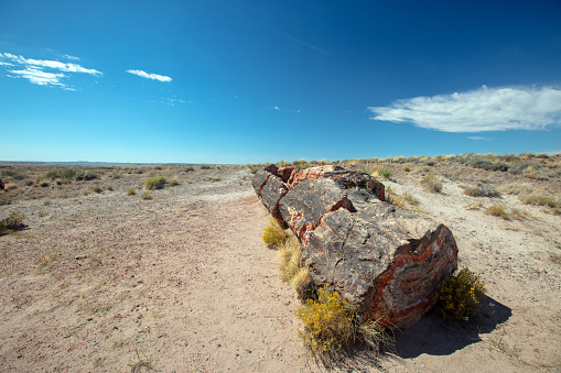 Fossilized petrified log in the Petrified Forest National Park in Arizona United States