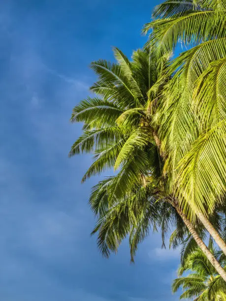 Palm trees in front of clear blue sky seen from below