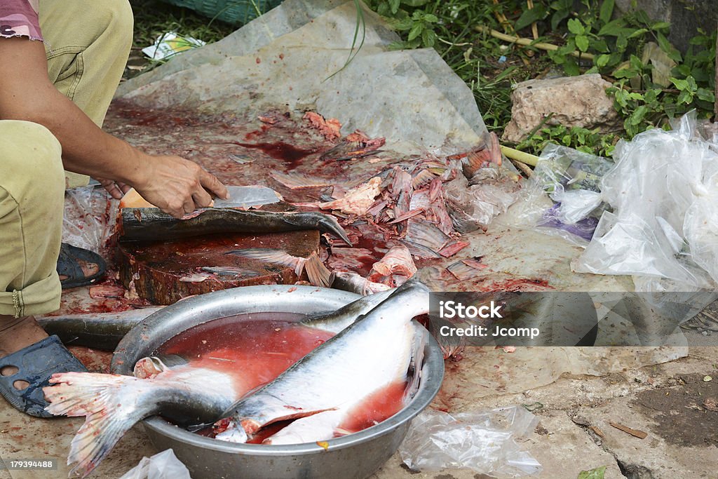 Disséqué Pangasius poisson - Photo de Aliment libre de droits