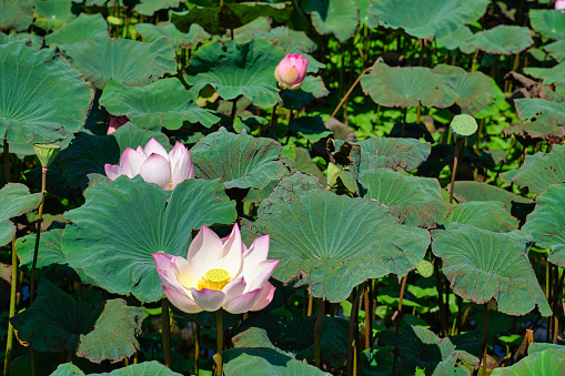 Lotus blooms in a village pool at Siem Reap, Cambodia, Asia