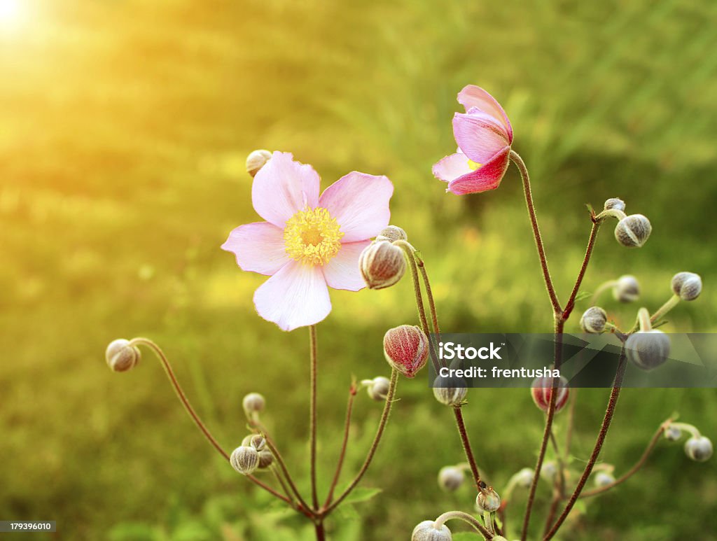 Spring flowers Spring flowers of lilac color Flower Stock Photo