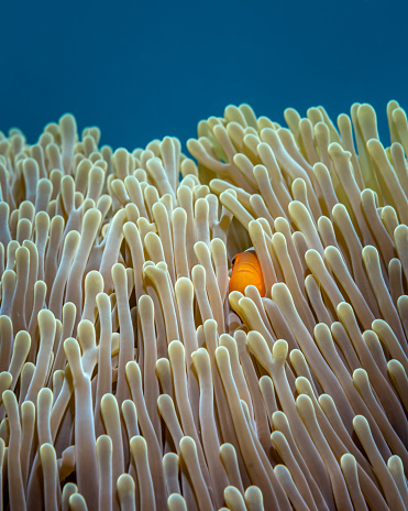 One cute tiny clownfish looks curiously out of an anemone against the backdrop of bright blue sea water