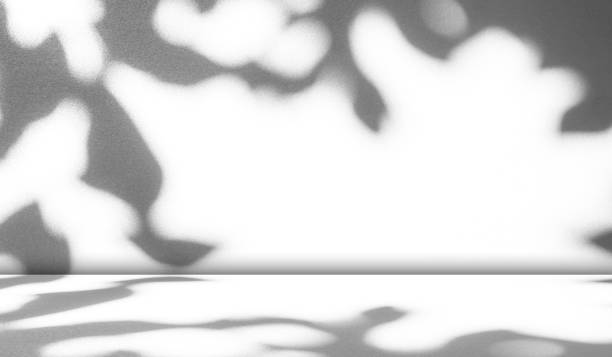 istock Background Light Shadow white Wall Abstract Gray Minimal Product Room Leaves from Window Minimal Photography Modern Overlay Mockup Presentation Floor Kitchen Wall Concrete 3d Bg Cement Backdrop. 1793965331