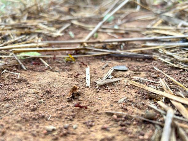 istock beautiful ants working in nature 1793971846