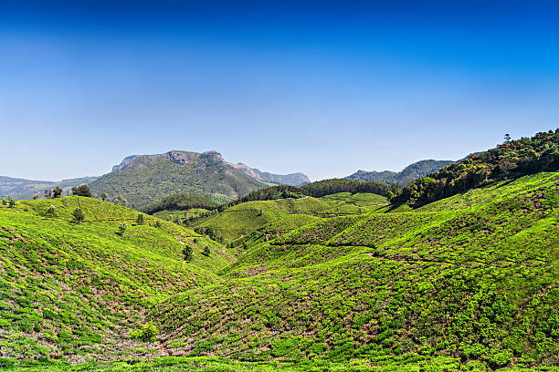 istock Tea plantation in Munnar 179397734