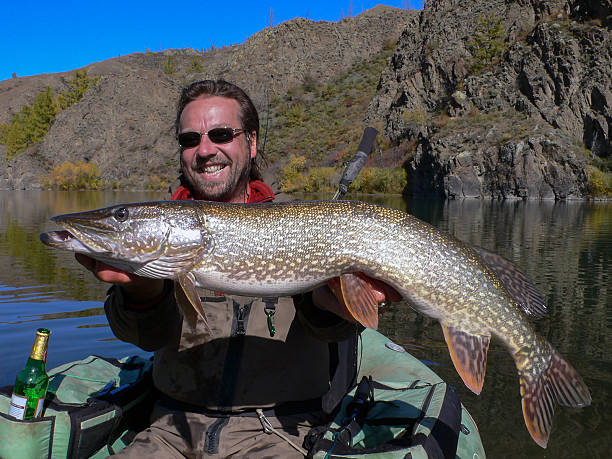 istock Pike  action - Large one with 24  lbs 179398495