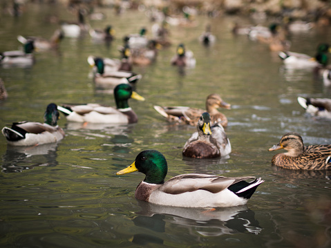 A multitude of ducks gracefully navigate the waters of the pond, creating a serene and picturesque scene. Their presence adds a touch of natural beauty and tranquility to the aquatic environment.