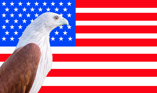 eagle on the background of the flag of the united states
