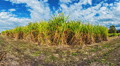 Sugar cane growing in a cane field