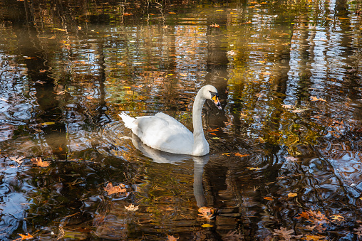 A view if a white swan in a lake