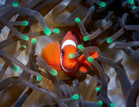 One orange clownfish looks into the camera from a multicolored sea anemone.