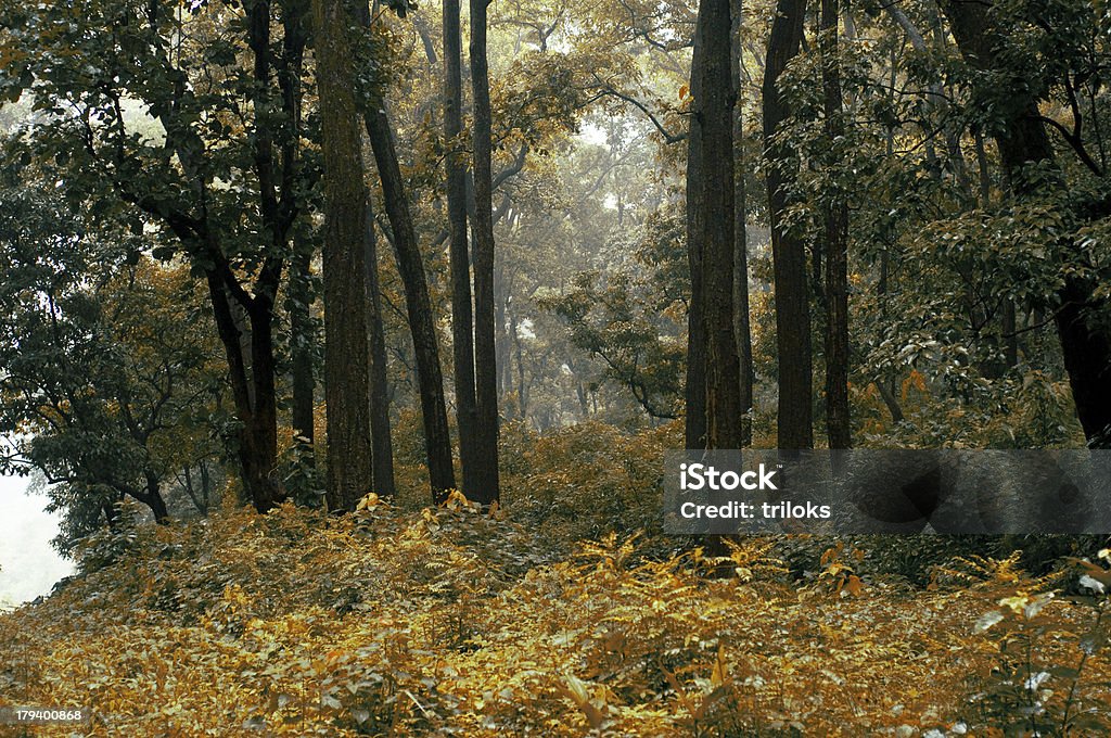 Floresta de outono - Foto de stock de Amarelo royalty-free