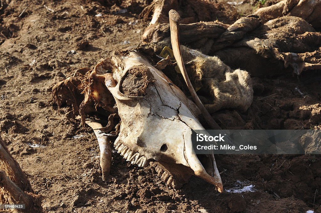Cráneo de vaca - Foto de stock de Animal muerto libre de derechos