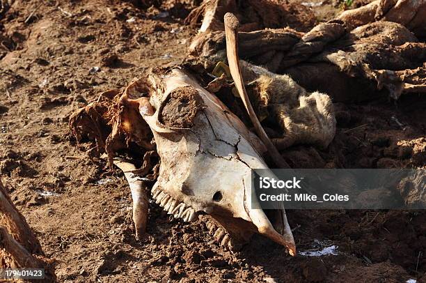 Teschio Di Mucca - Fotografie stock e altre immagini di Animale morto - Animale morto, Bovino, Composizione orizzontale