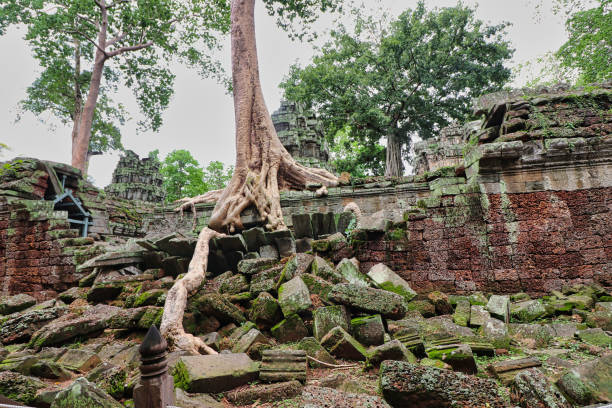 ta phrom tree świątynia sławy tomb raider - bayon phrom zdjęcia i obrazy z banku zdjęć