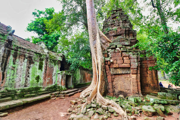 ta phrom tree temple of tomb raider fama - bayon phrom foto e immagini stock