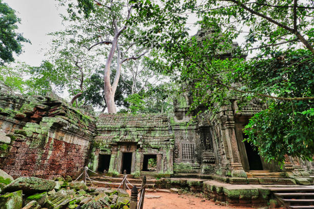 ta phrom tree temple of tomb raider fama - bayon phrom foto e immagini stock