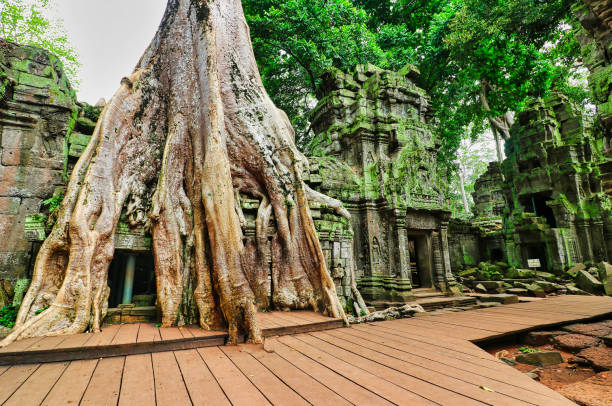 ta phrom tree temple of tomb raider fama - bayon phrom foto e immagini stock