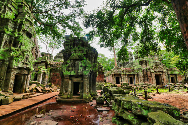 ta phrom tree świątynia sławy tomb raider - bayon phrom zdjęcia i obrazy z banku zdjęć