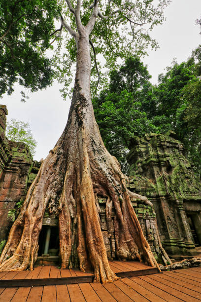 ta phrom tree temple of tomb raider fama - bayon phrom foto e immagini stock