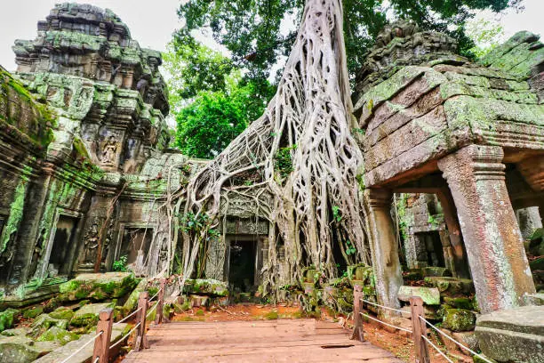 Ta Phrom - Iconic 12th century Angkor Khmer Temple built by Jayavarman VII with Tetrameles Tree roots intertwined with the temple structure, famous for Tomb Raider movie featuring Angeline Jolie at Siem Reap, Cambodia, Asia