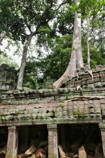 Ta Phrom - Iconic 12th century Angkor Khmer Temple built by Jayavarman VII with Tetrameles Tree roots intertwined with the temple structure, famous for Tomb Raider movie featuring Angeline Jolie at Siem Reap, Cambodia, Asia