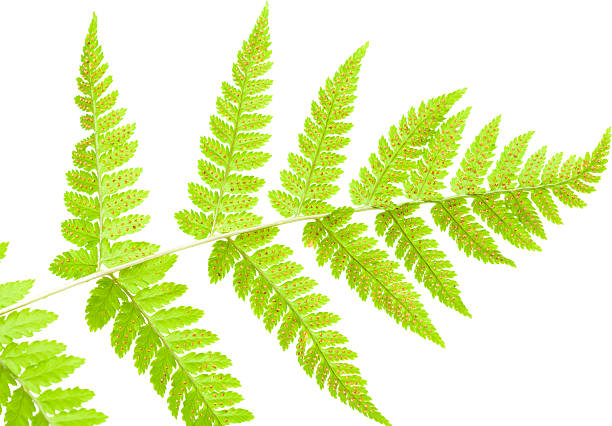 istock underside of a fern leaf 179402757