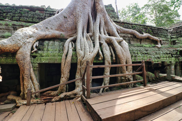 ta phrom tree temple of tomb raider fama - bayon phrom foto e immagini stock