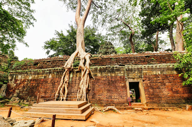 ta phrom tree świątynia sławy tomb raider - bayon phrom zdjęcia i obrazy z banku zdjęć