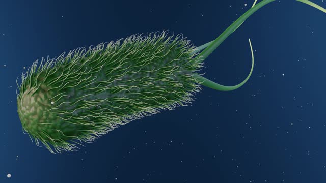 3D animation of Escherichia coli, commonly known as E. coli