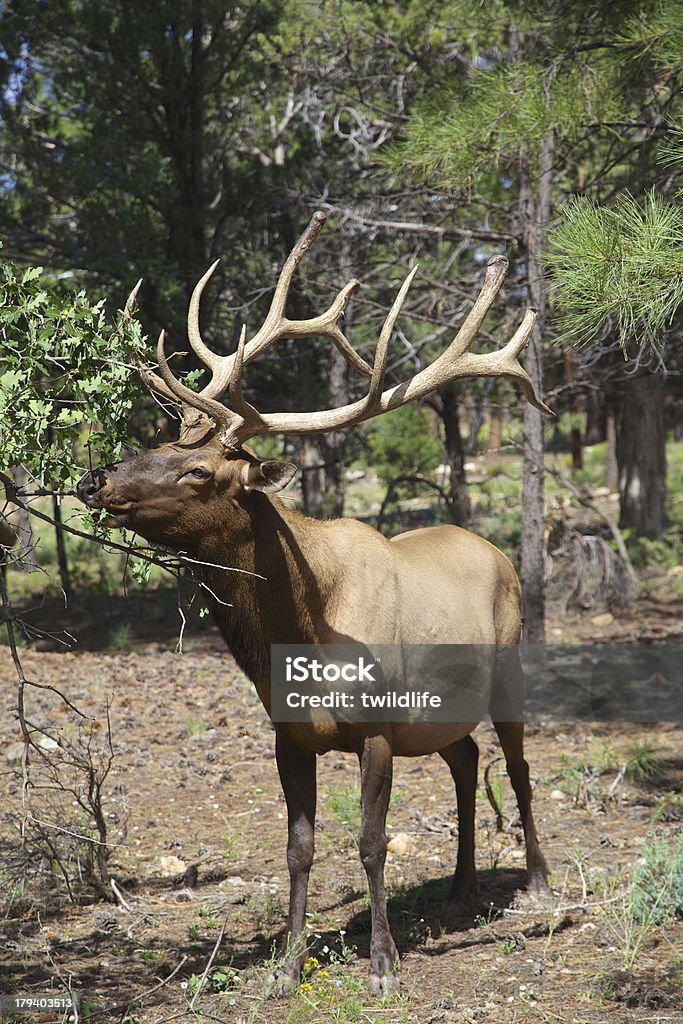 Big Bull Elk - Photo de Animaux à l'état sauvage libre de droits