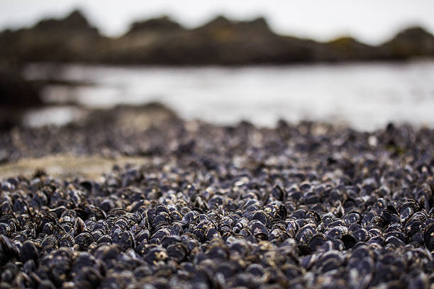 Ocean Mussels stock photo