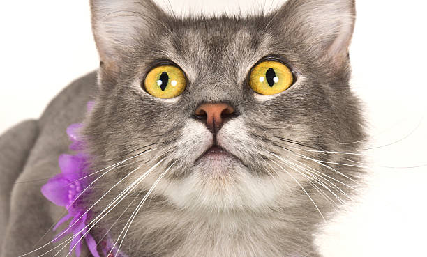 istock Curious Kitten Cat Macro Yellow Eyes And Purple Flower Collar 179403565