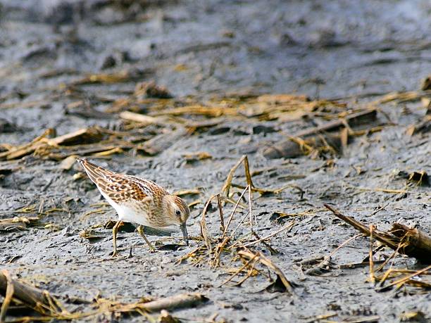 istock Least Sandpiper Feeding In Mud 179403595