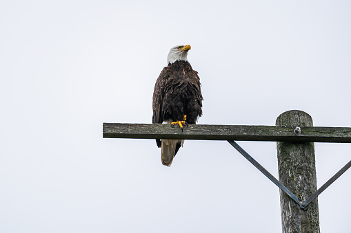 Bald Eagle perched on a telephone pole.